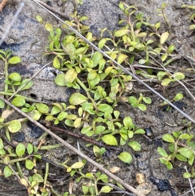 Isotoma fluviatilis subsp. australis (Swamp Isotome) at Paddys River, ACT - 13 Aug 2023 by Tapirlord