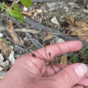 Hypericum gramineum at Paddys River, ACT - 13 Aug 2023