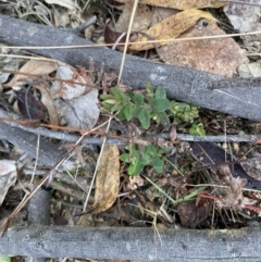 Hypericum gramineum at Paddys River, ACT - 13 Aug 2023