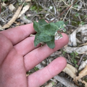 Eucalyptus sp. at Paddys River, ACT - 13 Aug 2023