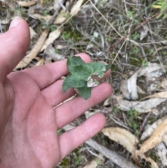 Eucalyptus sp. at Paddys River, ACT - 13 Aug 2023