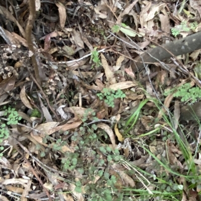 Adiantum aethiopicum (Common Maidenhair Fern) at Paddys River, ACT - 13 Aug 2023 by Tapirlord