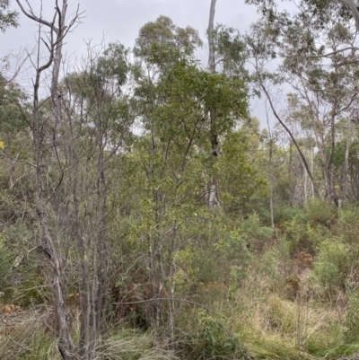 Acacia melanoxylon (Blackwood) at Namadgi National Park - 13 Aug 2023 by Tapirlord