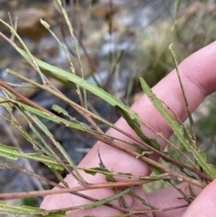 Dodonaea viscosa subsp. angustissima (Hop Bush) at Paddys River, ACT - 13 Aug 2023 by Tapirlord