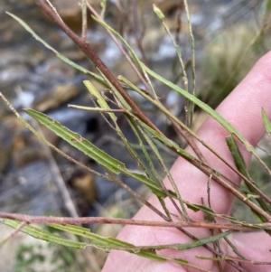 Dodonaea viscosa subsp. angustissima at Paddys River, ACT - 13 Aug 2023