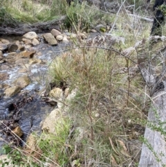 Dodonaea viscosa subsp. angustissima at Paddys River, ACT - 13 Aug 2023 03:00 PM