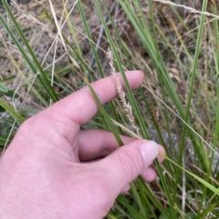 Carex appressa (Tall Sedge) at Namadgi National Park - 13 Aug 2023 by Tapirlord