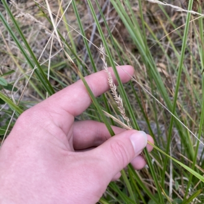 Carex appressa (Tall Sedge) at Namadgi National Park - 13 Aug 2023 by Tapirlord