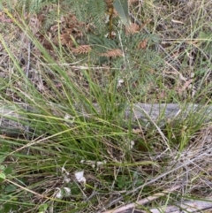 Carex appressa at Paddys River, ACT - 13 Aug 2023 02:59 PM