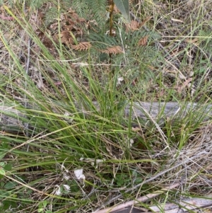 Carex appressa at Paddys River, ACT - 13 Aug 2023 02:59 PM