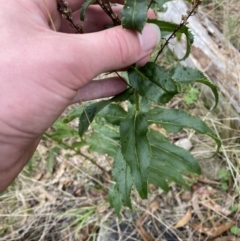 Veronica derwentiana (Derwent Speedwell) at Namadgi National Park - 13 Aug 2023 by Tapirlord