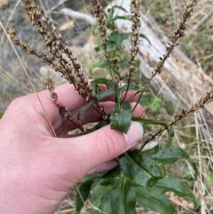 Veronica derwentiana at Paddys River, ACT - 13 Aug 2023