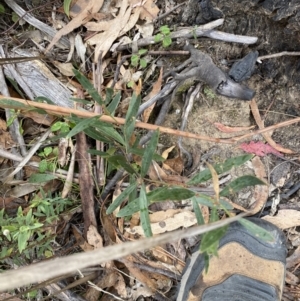 Daviesia mimosoides subsp. mimosoides at Paddys River, ACT - 13 Aug 2023