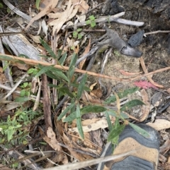 Daviesia mimosoides subsp. mimosoides at Paddys River, ACT - 13 Aug 2023