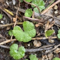 Hydrocotyle sibthorpioides (A Pennywort) at Namadgi National Park - 13 Aug 2023 by Tapirlord