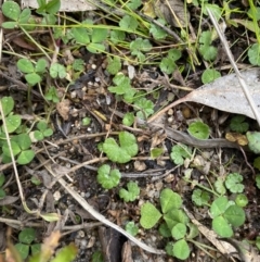 Hydrocotyle sibthorpioides at Paddys River, ACT - 13 Aug 2023