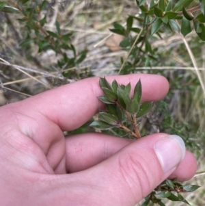 Leptospermum grandifolium at Paddys River, ACT - 13 Aug 2023