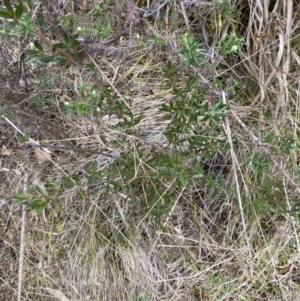 Leptospermum grandifolium at Paddys River, ACT - 13 Aug 2023 02:57 PM