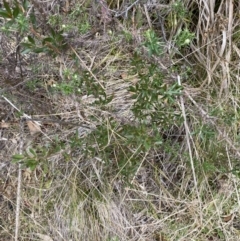 Leptospermum grandifolium at Paddys River, ACT - 13 Aug 2023 02:57 PM