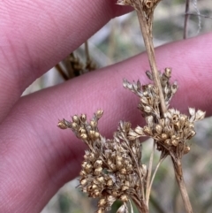 Juncus usitatus (Common Rush) at Namadgi National Park - 13 Aug 2023 by Tapirlord