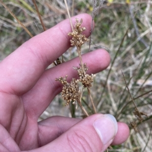 Juncus usitatus at Paddys River, ACT - 13 Aug 2023 02:57 PM