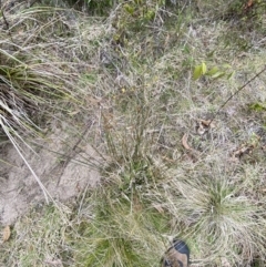 Juncus usitatus at Paddys River, ACT - 13 Aug 2023 02:57 PM