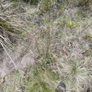 Juncus usitatus at Paddys River, ACT - 13 Aug 2023 02:57 PM