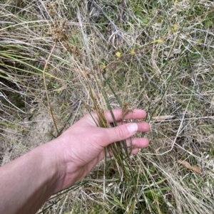 Juncus usitatus at Paddys River, ACT - 13 Aug 2023 02:57 PM