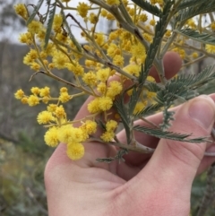 Acacia dealbata subsp. dealbata (Silver Wattle) at Namadgi National Park - 13 Aug 2023 by Tapirlord