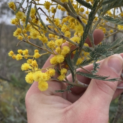 Acacia dealbata subsp. dealbata (Silver Wattle) at Paddys River, ACT - 13 Aug 2023 by Tapirlord