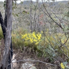 Acacia dealbata subsp. dealbata at Paddys River, ACT - 13 Aug 2023