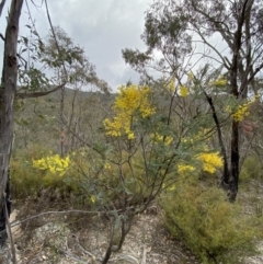 Acacia dealbata subsp. dealbata at Paddys River, ACT - 13 Aug 2023