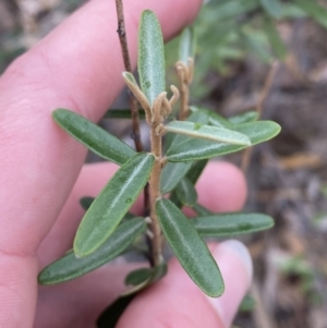 Astrotricha ledifolia at Paddys River, ACT - 13 Aug 2023 02:48 PM