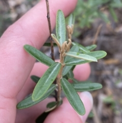 Astrotricha ledifolia at Paddys River, ACT - 13 Aug 2023 02:48 PM