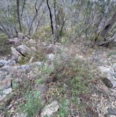 Astrotricha ledifolia at Paddys River, ACT - 13 Aug 2023 02:48 PM