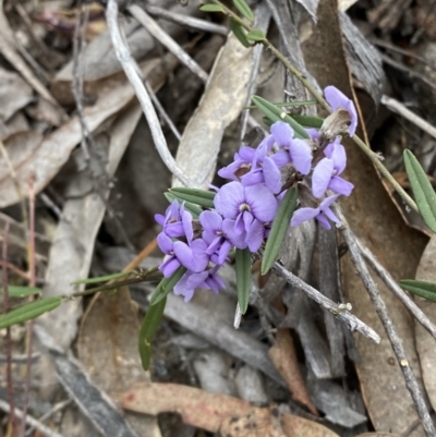 Hovea heterophylla (Common Hovea) at Paddys River, ACT - 13 Aug 2023 by Tapirlord
