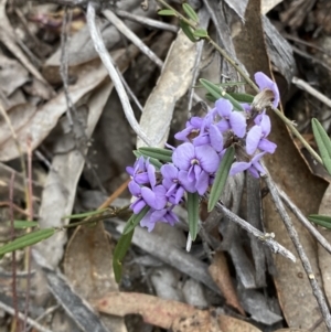 Hovea heterophylla at Paddys River, ACT - 13 Aug 2023 02:47 PM