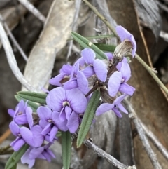 Hovea heterophylla at Paddys River, ACT - 13 Aug 2023 02:47 PM