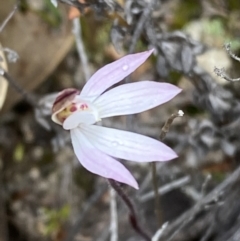 Caladenia fuscata (Dusky Fingers) at Namadgi National Park - 13 Aug 2023 by Tapirlord