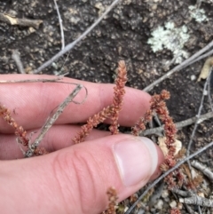 Crassula sieberiana (Austral Stonecrop) at Paddys River, ACT - 13 Aug 2023 by Tapirlord