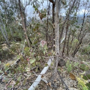 Eucalyptus nortonii at Paddys River, ACT - 13 Aug 2023 01:42 PM