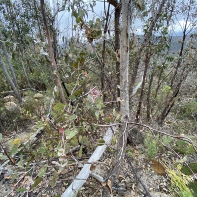 Eucalyptus nortonii (Mealy Bundy) at Paddys River, ACT - 13 Aug 2023 by Tapirlord