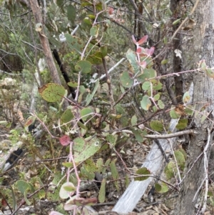 Eucalyptus nortonii at Paddys River, ACT - 13 Aug 2023 01:42 PM