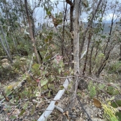 Eucalyptus nortonii at Paddys River, ACT - 13 Aug 2023 01:42 PM