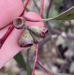 Eucalyptus sieberi at Namadgi National Park - 13 Aug 2023