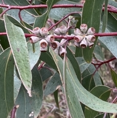 Eucalyptus sieberi at Namadgi National Park - 13 Aug 2023