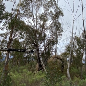 Eucalyptus sieberi at Paddys River, ACT - 13 Aug 2023