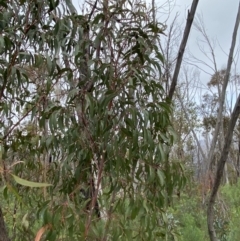 Eucalyptus sieberi at Paddys River, ACT - 13 Aug 2023