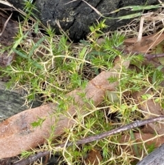 Stellaria pungens (Prickly Starwort) at Paddys River, ACT - 13 Aug 2023 by Tapirlord