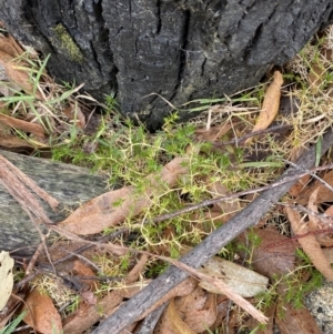 Stellaria pungens at Paddys River, ACT - 13 Aug 2023